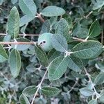 Feijoa sellowiana Leaf