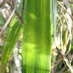 Pitcairnia angustifolia Hostoa