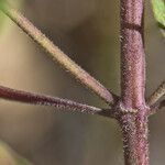Trichostema lanatum Corteza