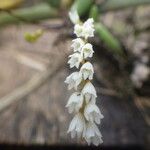 Bolusiella zenkeri Flower