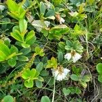 Vaccinium vitis-idaea Habitus