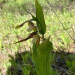 Cypripedium montanum Λουλούδι