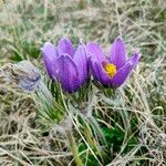 Anemone pulsatillaFlower