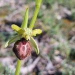 Ophrys provincialis Lorea