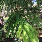 Vachellia farnesiana Blatt