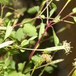 Porophyllum punctatum Flower