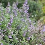 Nepeta × faassenii Floare