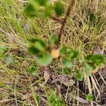 Muehlenbeckia hastulata Hoja