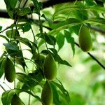 Buckleya distichophylla Fruit