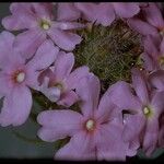 Glandularia gooddingii Flower