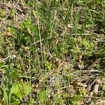Carex arenaria Virág