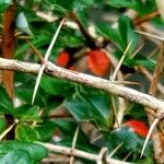 Berberis verruculosa Other