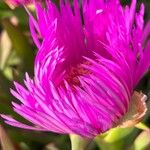 Carpobrotus acinaciformis Blomst