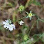 Omphalodes linifolia Leaf