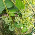Vitis vinifera Fruto