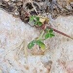 Trifolium stellatum Лист