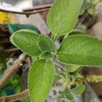 Coleus barbatus Leaf