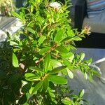 Syzygium buxifolium 叶