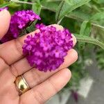 Buddleja japonicaЦветок