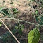 Solanum chenopodioides Meyve