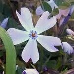 Phlox subulata 花