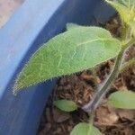 Capsicum pubescens Leaf