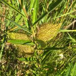 Gomphocarpus fruticosus Fruit