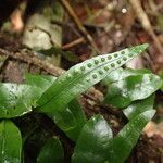 Microgramma mauritiana Leaf