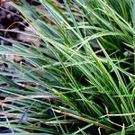 Carex morrowii पत्ता