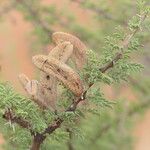 Vachellia hebeclada Плод
