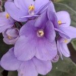 Saintpaulia ionantha Flower