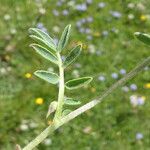 Anthyllis vulneraria Leaf