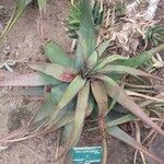 Aloe erythrophylla