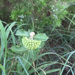 Asclepias viridiflora Hábito