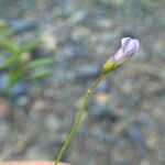 Vicia pubescens പുറംതൊലി