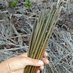Ceriops tagal फल