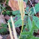 Lycopodium clavatumList