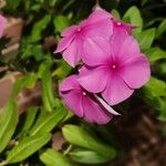 Phlox drummondii Flower