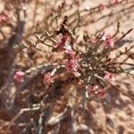Anabasis articulata Fruit