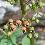 Scrophularia auriculata Fruit