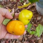 Eugenia stipitata Fruit