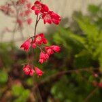 Heuchera sanguineaFlor