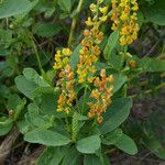 Crotalaria mitchellii Облик