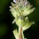 Linaria micrantha Fruit