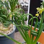 Albuca spiralis Folha