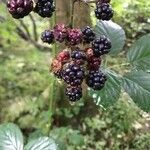 Rubus gratus ഫലം