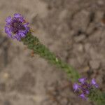 Verbena lasiostachys പുഷ്പം