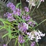 Tulbaghia simmleri Flower