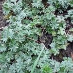 Geranium sanguineum Habit