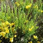 Cytisus oromediterraneus Frunză